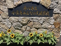 ひまわりも咲きました。