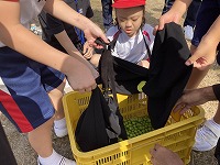 みんなで取った果実は3kgでした!