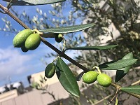 7月のころの実