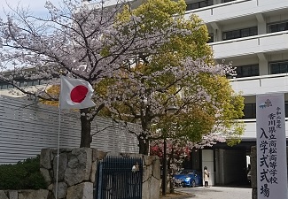 南門の桜