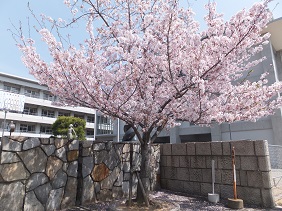 桜