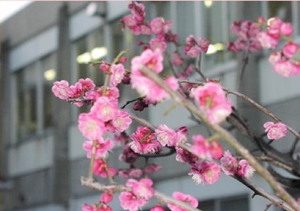 梅の花　写真