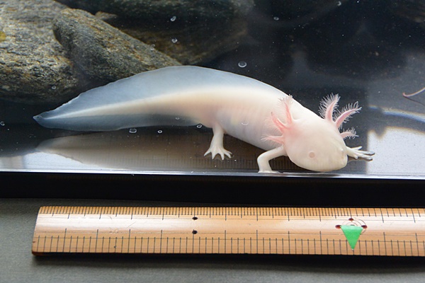 ウーパールーパー12cm