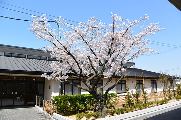 桜が満開です！
