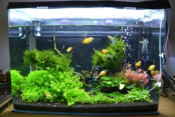 理科室水草水槽