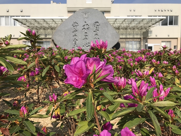 ツツジ咲き始める
