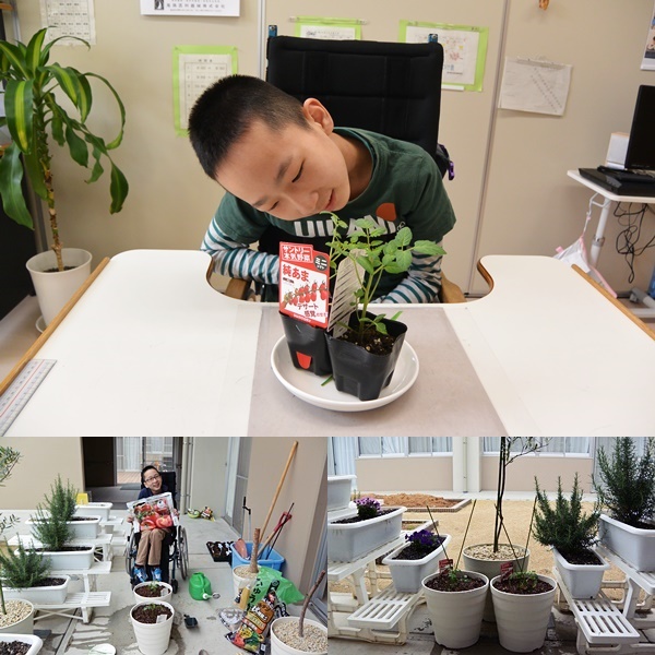 トマトの苗を植えました