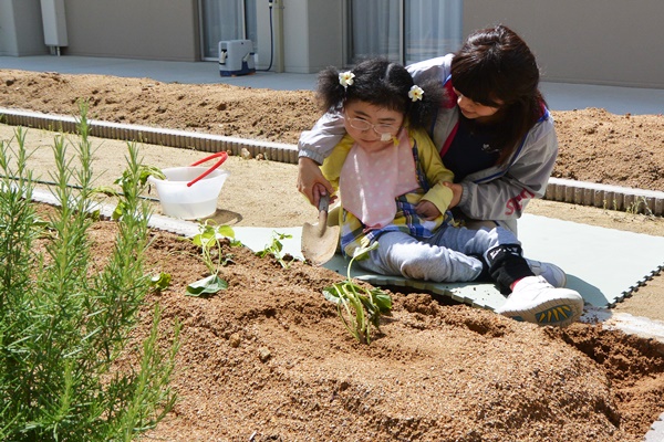 サツマイモの苗を植えました。