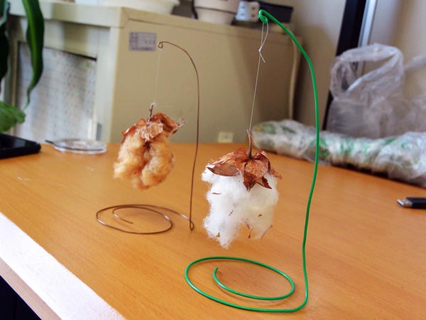 ぶらぶら　わた