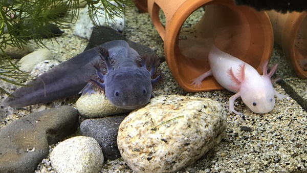 なかよしウーパールーパー