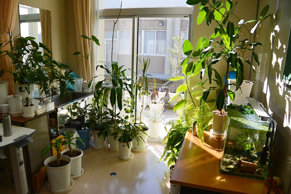 植物の多い教室