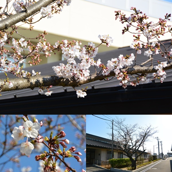 桜３分咲き（寄宿舎前）