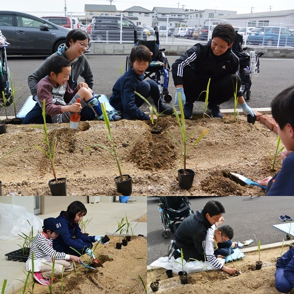 サトウキビを植えました。