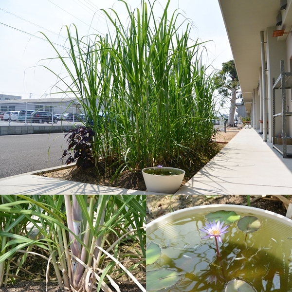 サトウキビ７月末