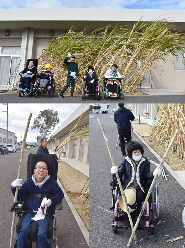 サトウキビ収穫！