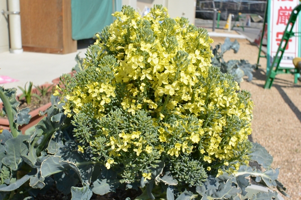 ブロッコリーが菜の花に