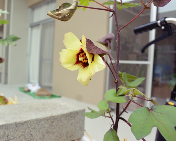 綿の花が咲きました