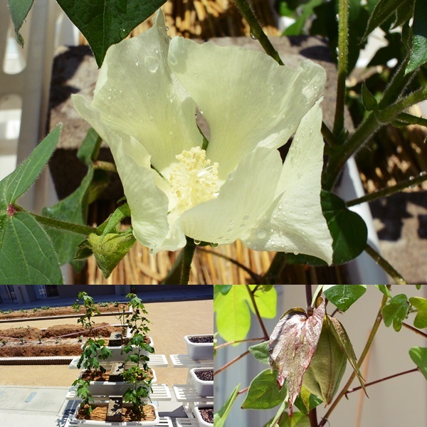 バルバデンセの花